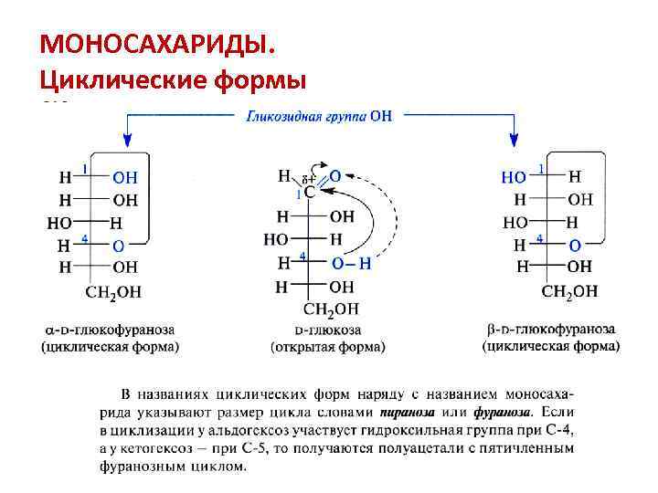 МОНОСАХАРИДЫ. Циклические формы 