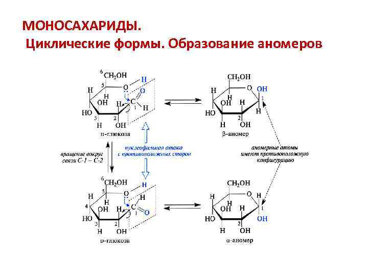 Происходят циклические реакции. Бета аномеры. Аномеры моносахаридов. Циклизация моносахаридов. Аномеры фруктозы циклическая.
