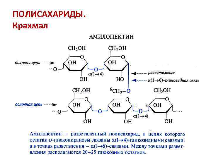 ПОЛИСАХАРИДЫ. Крахмал 