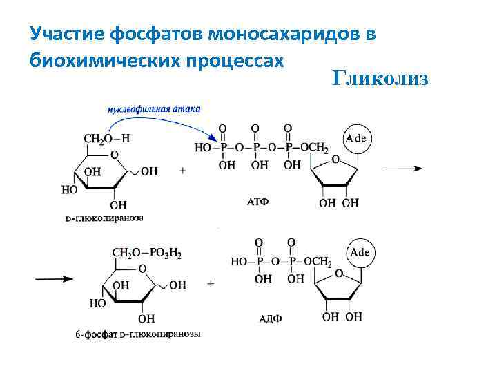 Гидролиз фосфатов