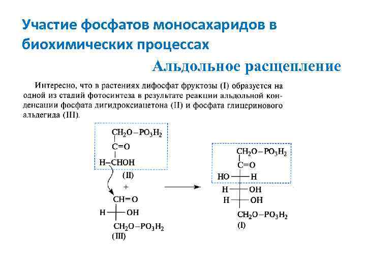 Участие фосфатов моносахаридов в биохимических процессах Альдольное расщепление 