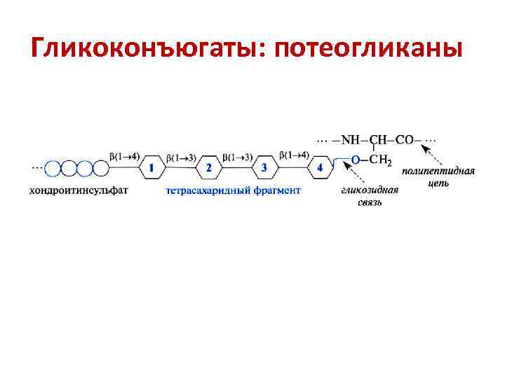 Гликоконъюгаты: потеогликаны 