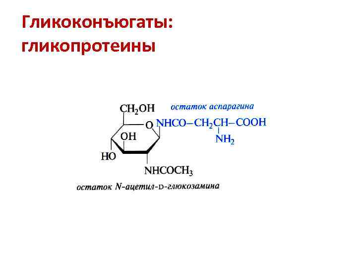 Гликоконъюгаты: гликопротеины 