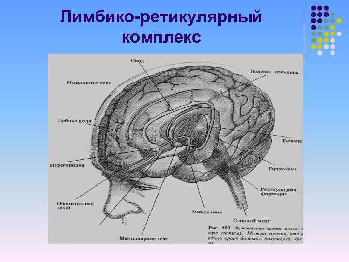 Лимбико-ретикулярный комплекс 