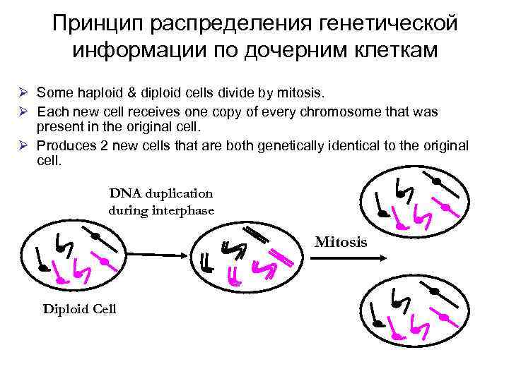 Принцип распределения генетической информации по дочерним клеткам Ø Some haploid & diploid cells divide