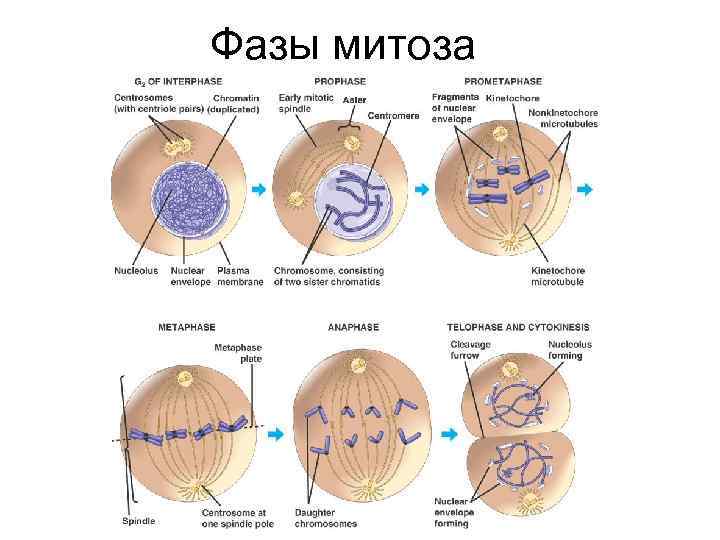 Фазы митоза 