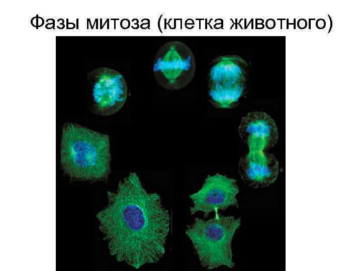 Фазы митоза (клетка животного) 