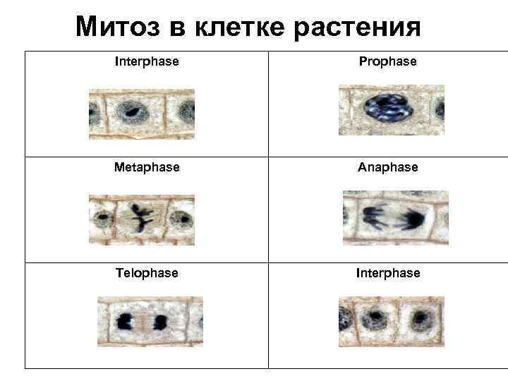 Митоз в клетке растения Interphase Prophase Metaphase Anaphase Telophase Interphase 