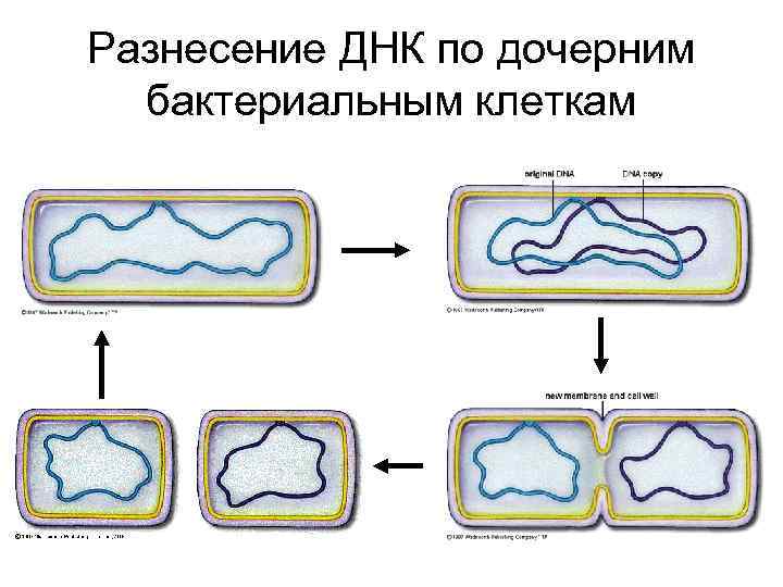 Разнесение ДНК по дочерним бактериальным клеткам 