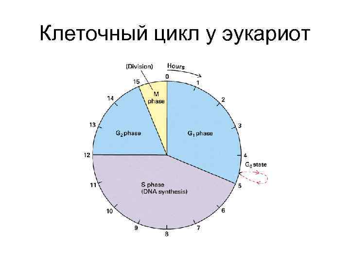 Клеточный цикл у эукариот 