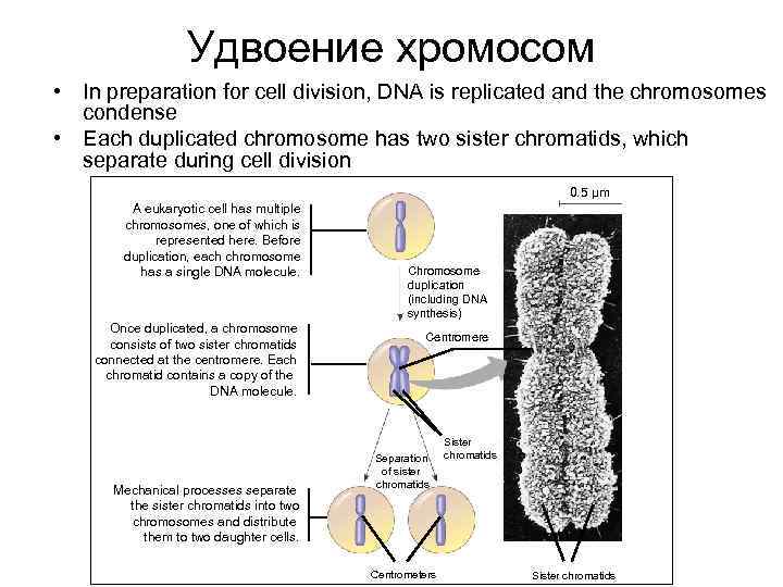 Удвоение хромосом • In preparation for cell division, DNA is replicated and the chromosomes