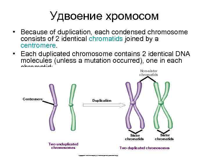 Удвоение хромосом • Because of duplication, each condensed chromosome consists of 2 identical chromatids