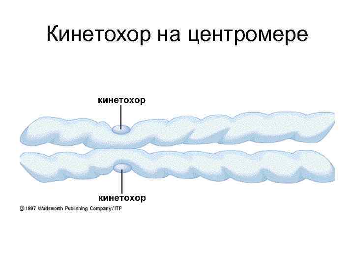 Кинетохор на центромере 