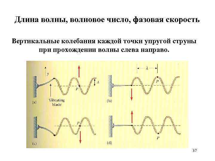 Длина волны, волновое число, фазовая скорость Вертикальные колебания каждой точки упругой струны при прохождении