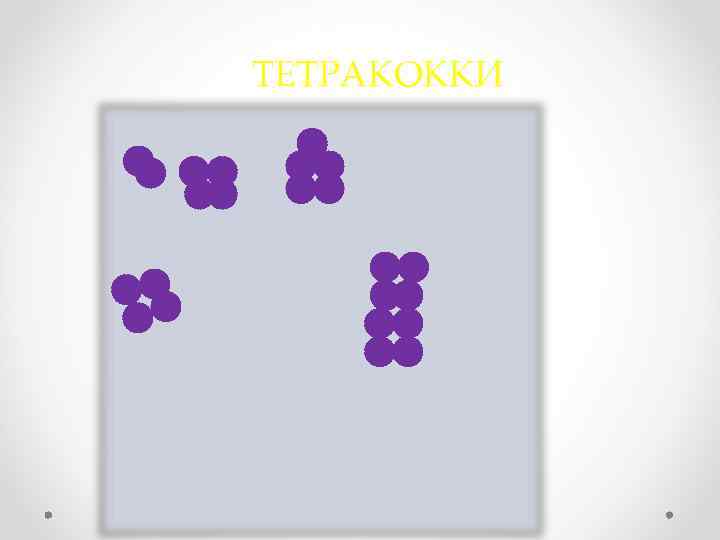 ТЕТРАКОККИ 