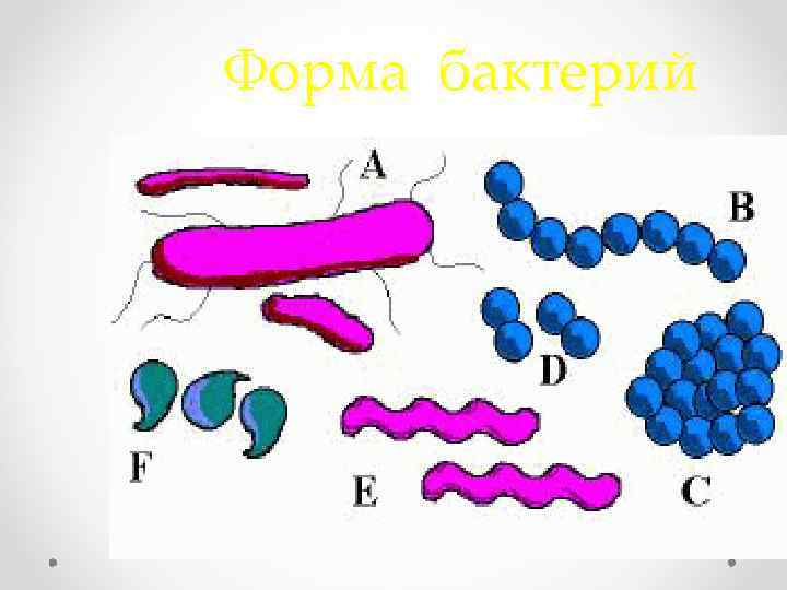 Форма бактерий 