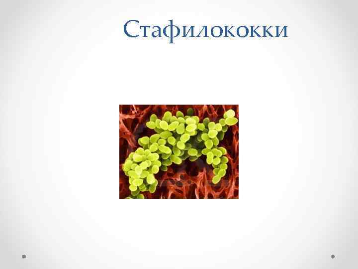 Стафилококки 