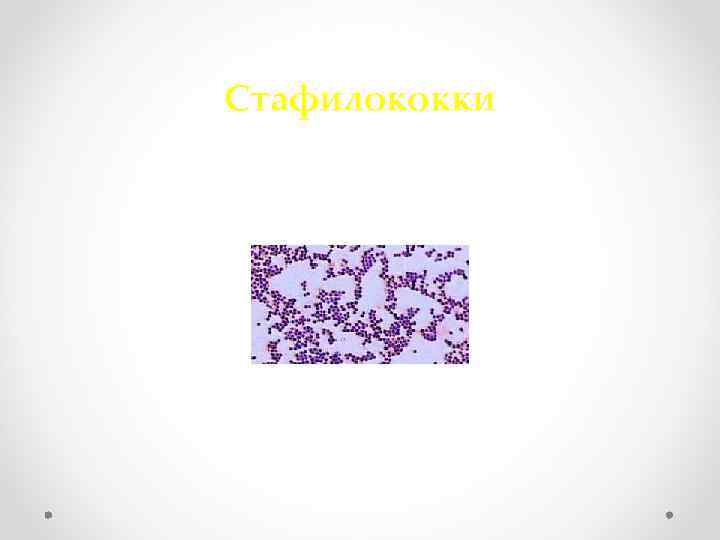 Стафилококки 
