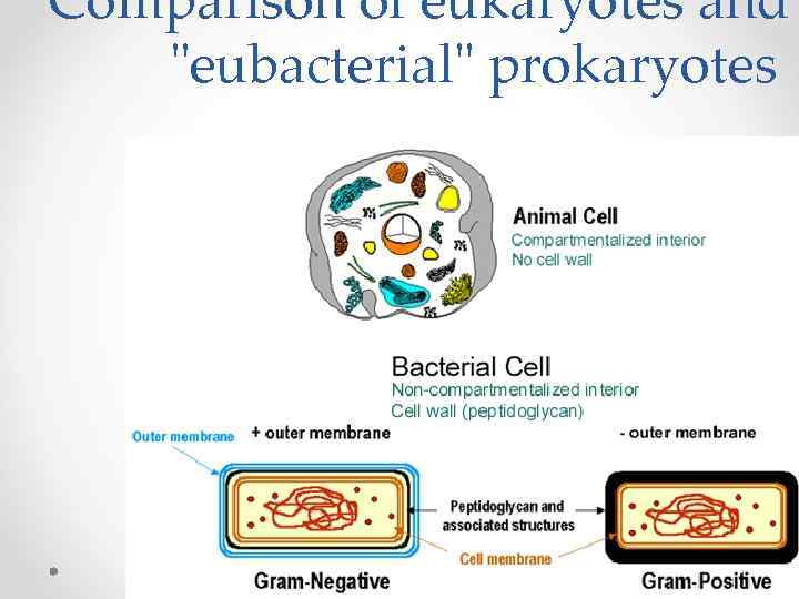 Comparison of eukaryotes and "eubacterial" prokaryotes 