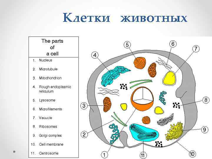  Клетки животных 