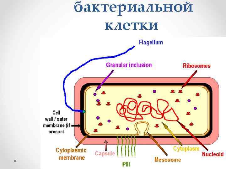  бактериальной клетки 