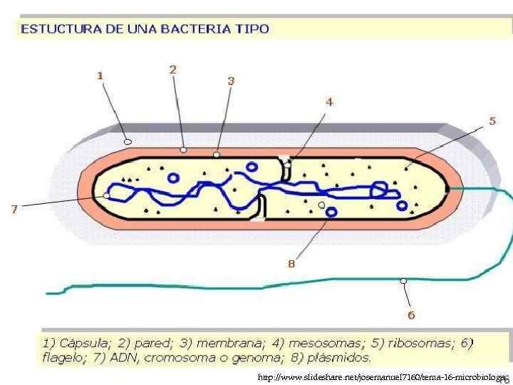 http: //www. slideshare. net/josemanuel 7160/tema-16 -microbiologa 