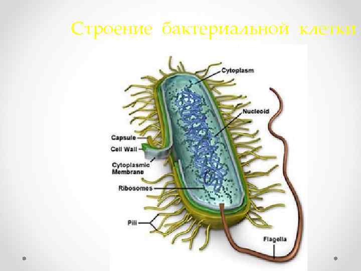  Строение бактериальной клетки 