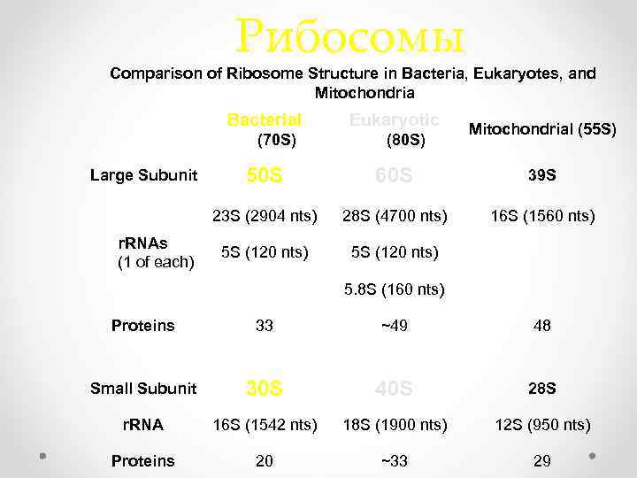 Рибосомы Comparison of Ribosome Structure in Bacteria, Eukaryotes, and Mitochondria Bacterial (70 S) Eukaryotic