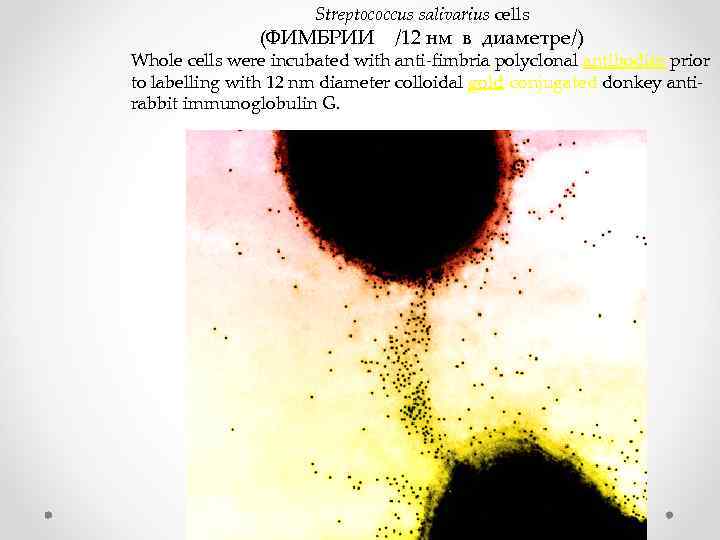 Streptococcus salivarius cells (ФИМБРИИ /12 нм в диаметре/) Whole cells were incubated with anti-fimbria