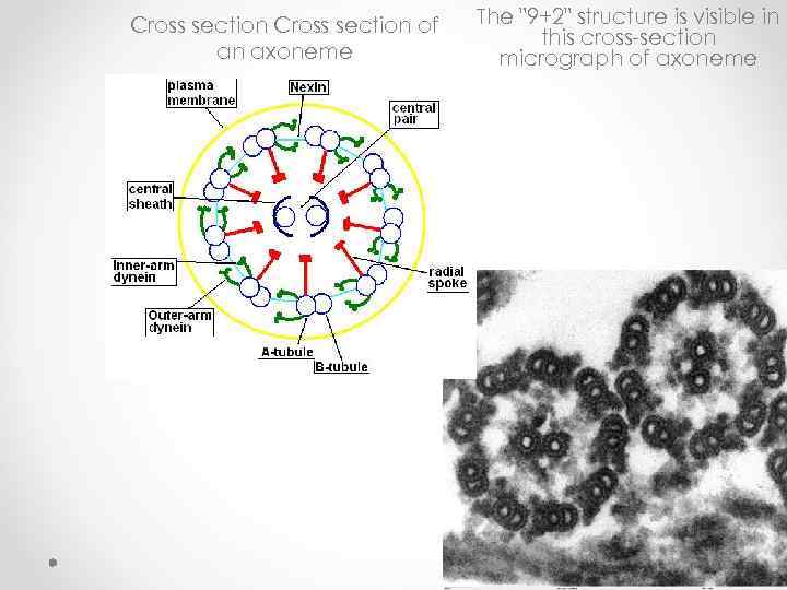 Cross section of an axoneme The "9+2" structure is visible in this cross-section micrograph