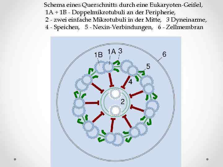 Schema eines Querschnitts durch eine Eukaryoten-Geißel, 1 A + 1 B - Doppelmikrotubuli an