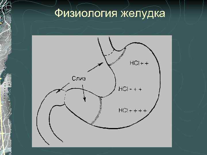 Физиология желудка 