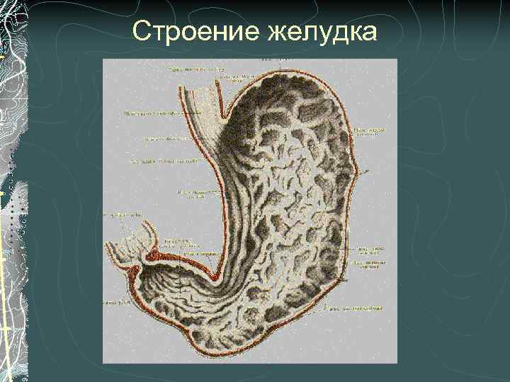 Строение желудка 