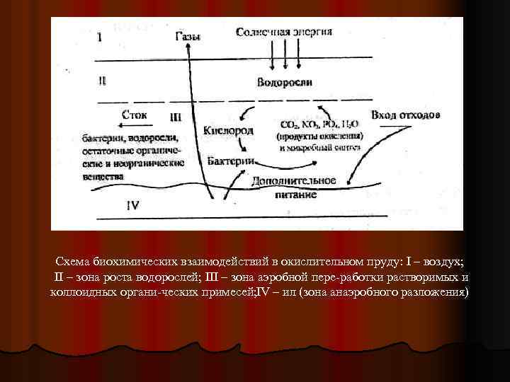 Схема биохимических взаимодействий в окислительном пруду: I – воздух; II – зона роста водорослей;