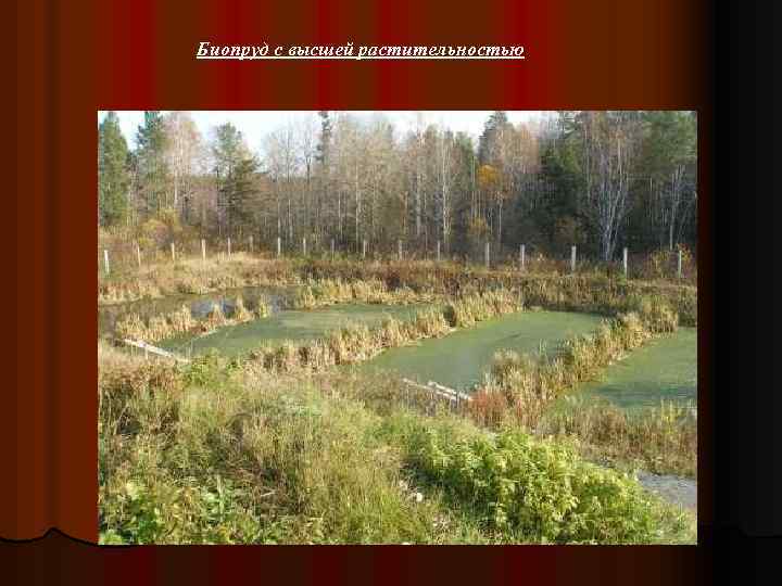 Биопруд с высшей растительностью 