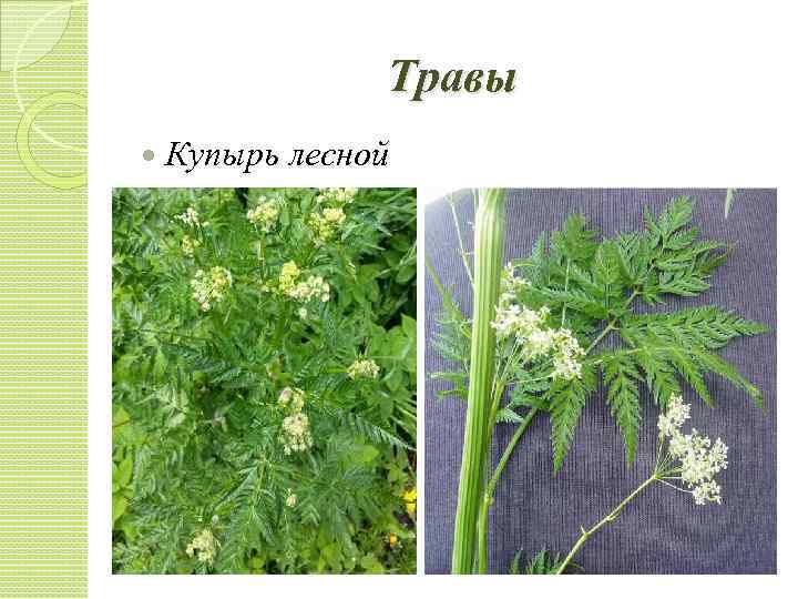 Травы Купырь лесной 