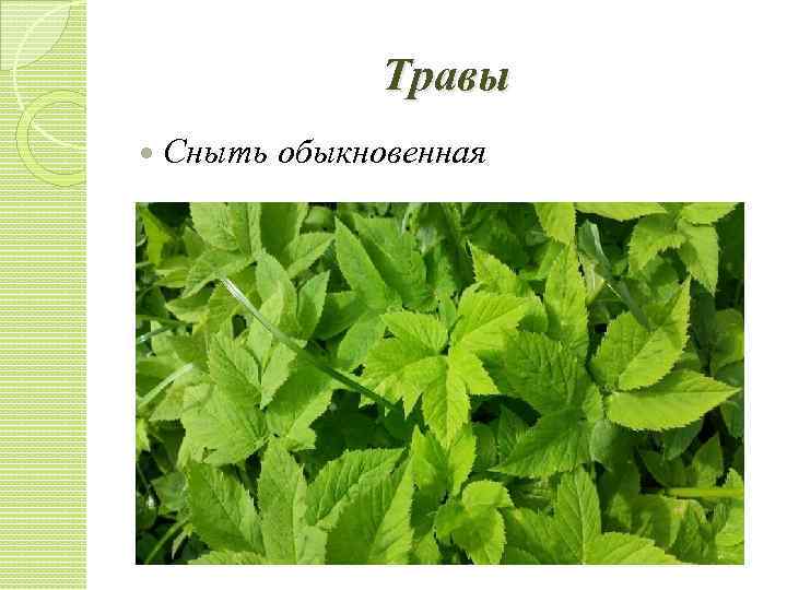 Травы Сныть обыкновенная 