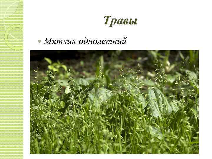 Травы Мятлик однолетний 