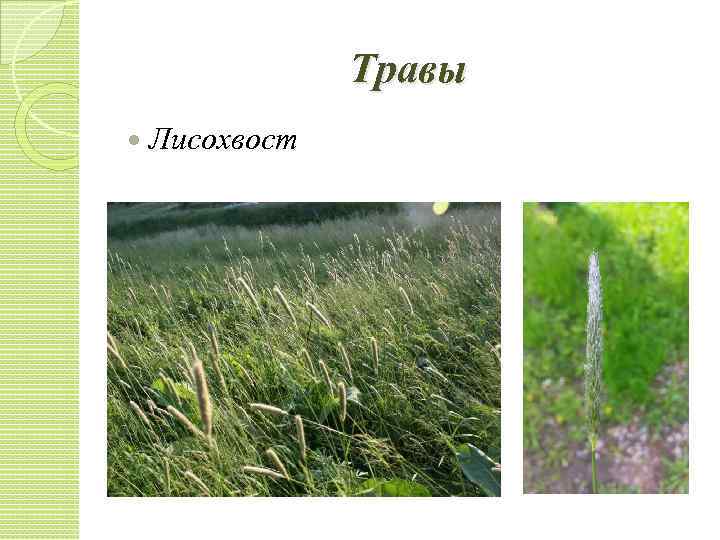 Травы Лисохвост 