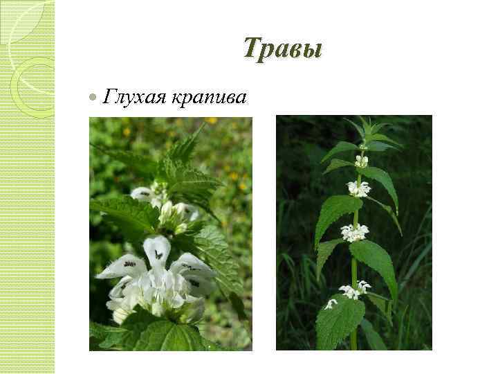 Травы Глухая крапива 