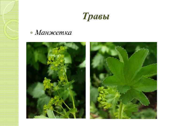 Травы Манжетка 