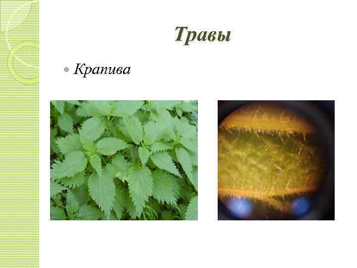 Травы Крапива 