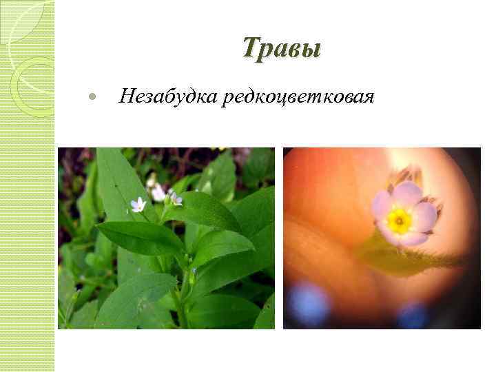 Травы Незабудка редкоцветковая 