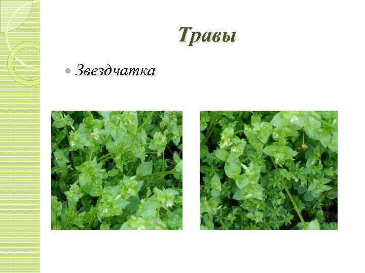 Травы Звездчатка 