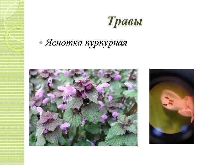 Травы Яснотка пурпурная 