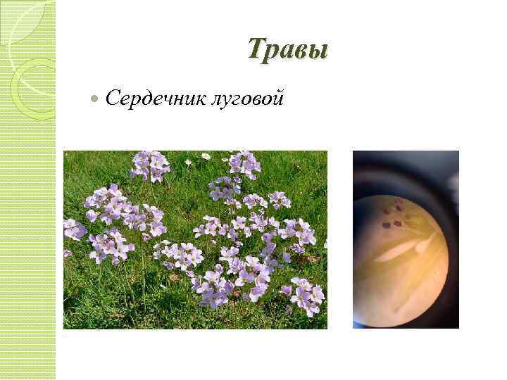 Травы Сердечник луговой 