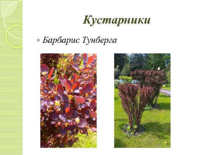 Кустарники Барбарис Тунберга 