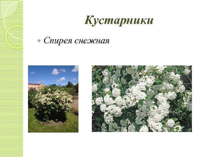 Кустарники Спирея снежная 