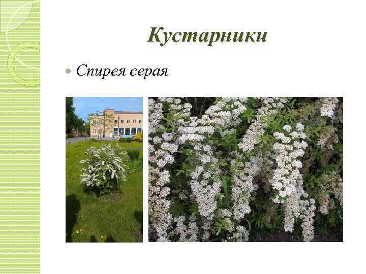 Кустарники Спирея серая 
