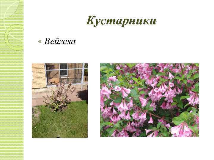 Кустарники Вейгела 